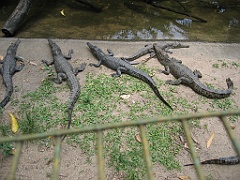 CairnsTC204 Cairns Tropical Zoo